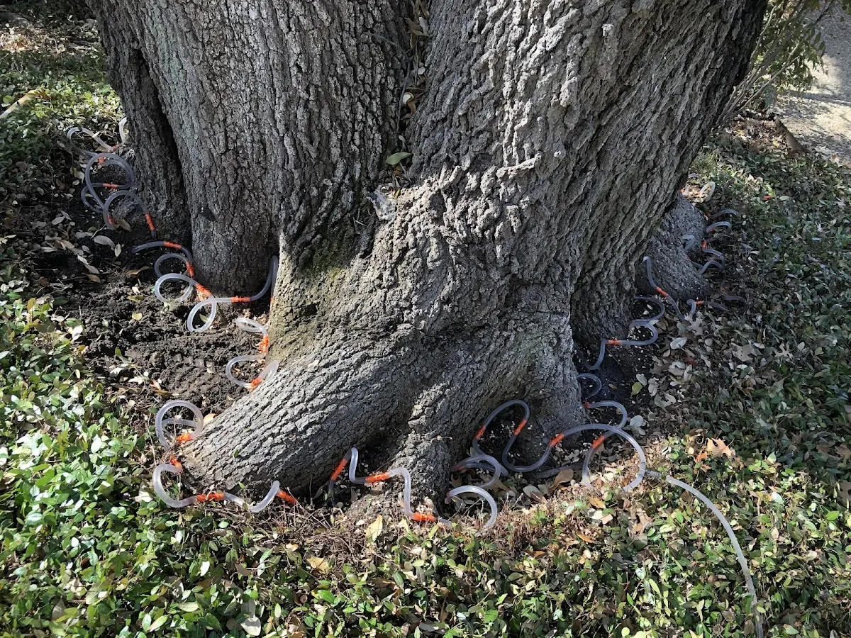 Detailed Tree Cabling and Bracing job site in Avila Beach