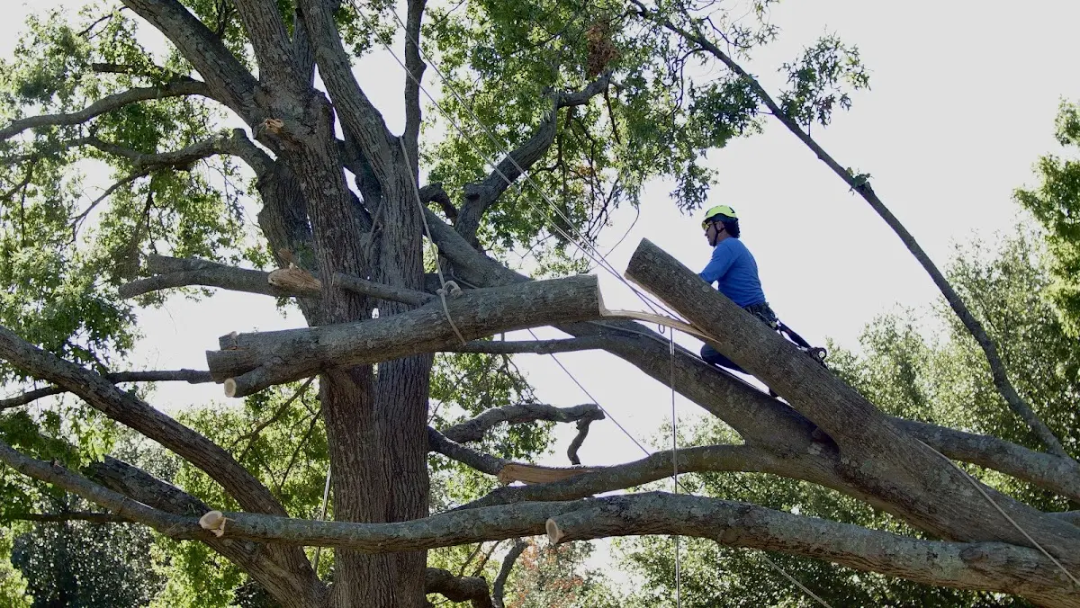 Professional Crown Thinning performed by certified arborists in Avila Beach