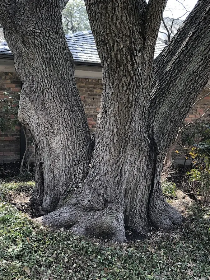 Mature heritage tree close to a Avila Beach property cared for by certified arborists